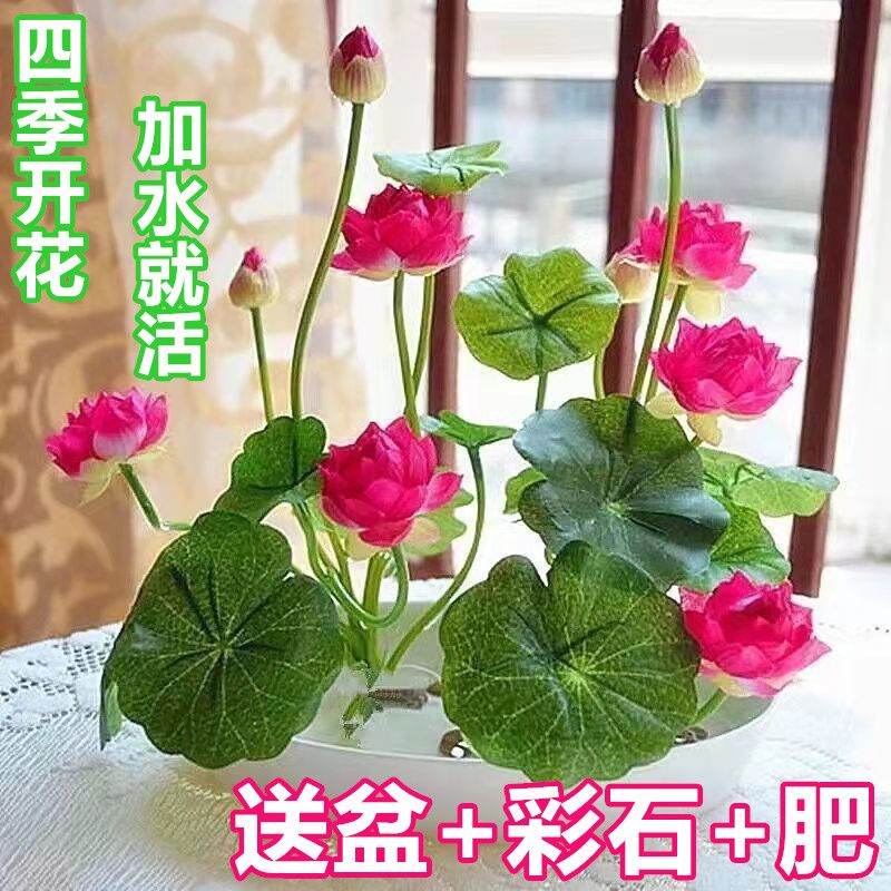 碗莲睡莲水培植物盆栽室内阳台鱼缸盆莲荷花四季种植浓香好养懒人