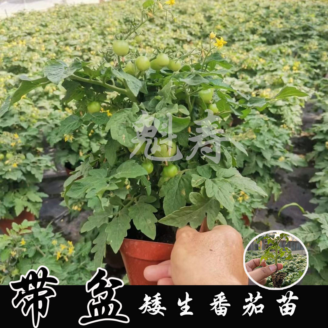带盆栽矮生番茄苗秧四季阳台春樱桃小西红柿圣女果种子山东寿光