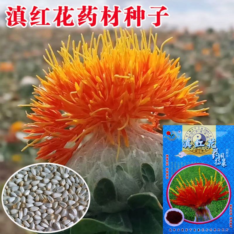 藏红花种子庭院绿植红花种籽盆栽花卉花种阳台种植春夏秋冬四季播