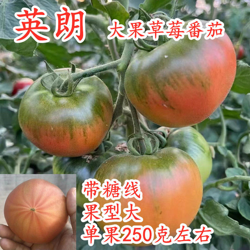 大果草莓番茄种子东北铁皮柿子口感好绿肩绿腚西红柿苗英朗包邮