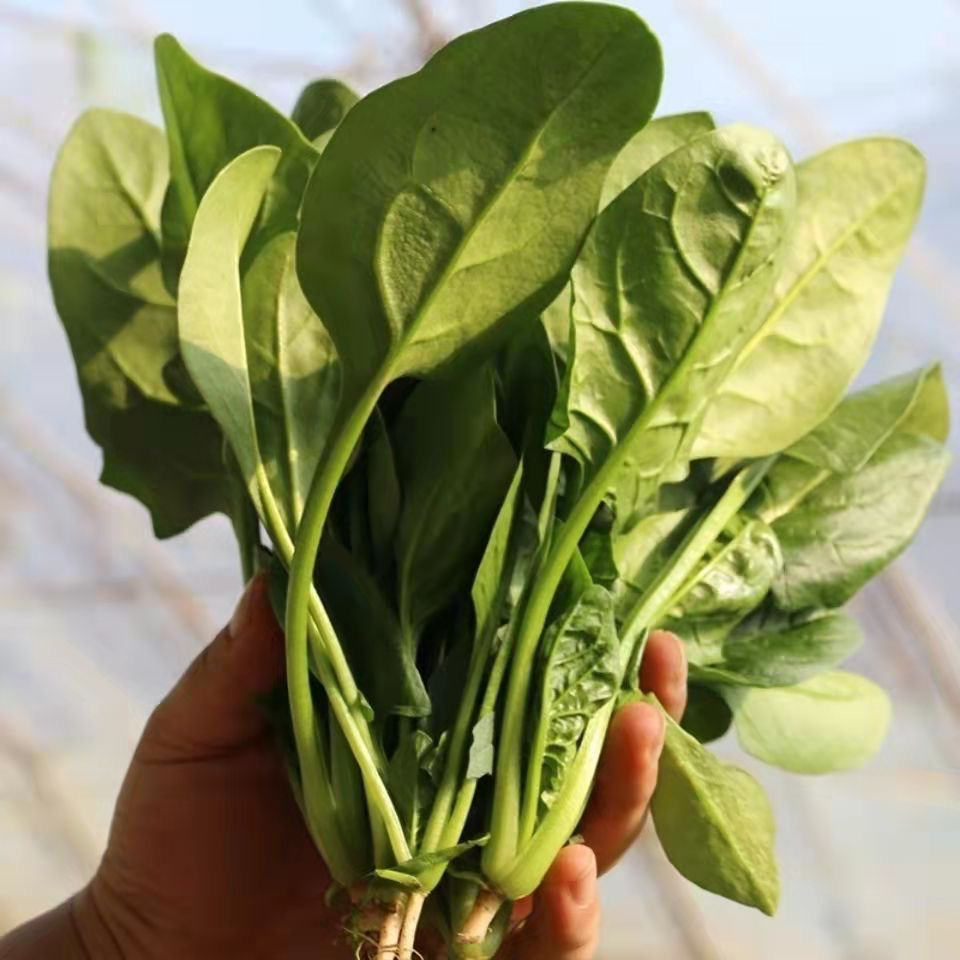 【火锅食材】江苏东台新鲜菠菜霜打农家自种火锅麻辣烫涮锅配菜