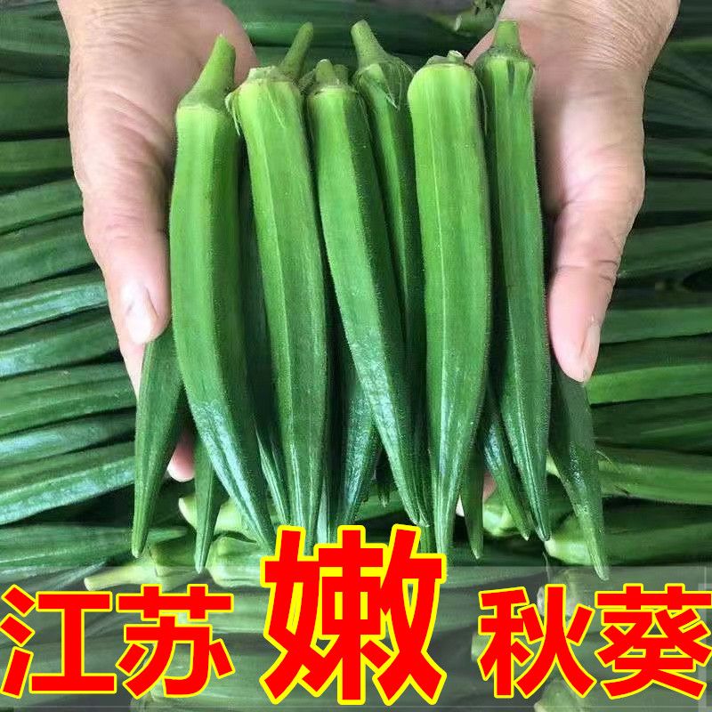 苏北新鲜秋葵水果秋葵羊角豆 黄秋葵新鲜蔬菜基地直发