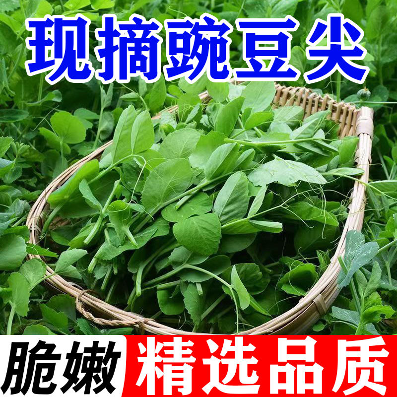 苏北豌豆尖新鲜霜打豌豆苗蔬菜火锅配料食材农家自种