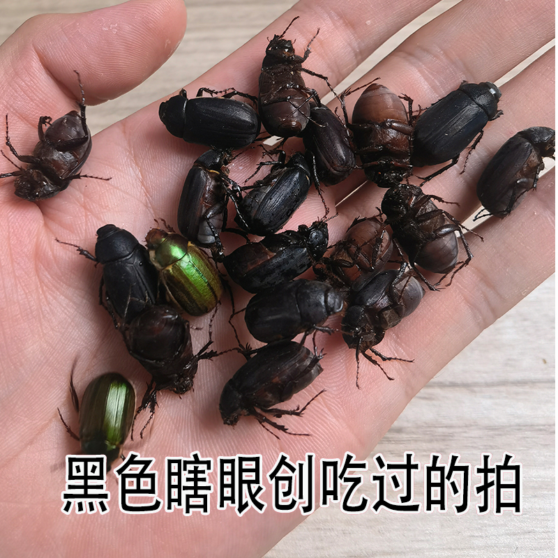 黑色金龟子瞎眼创（吃过的拍这个没啥肉）