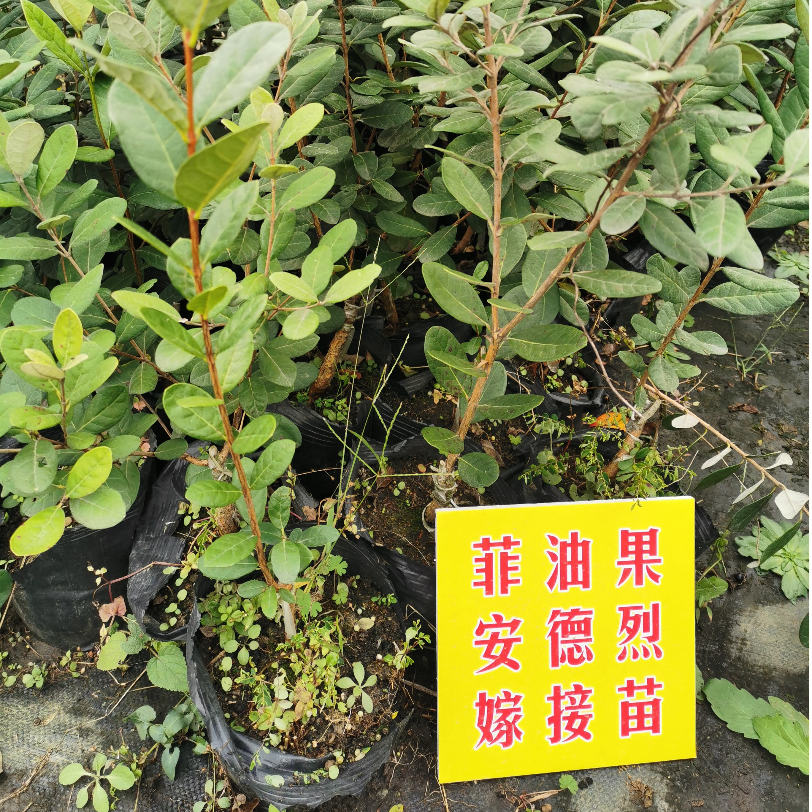 绿植菲油果嫁接苗 安德烈优选 1棵裸根木屑保湿发庭院开花花卉