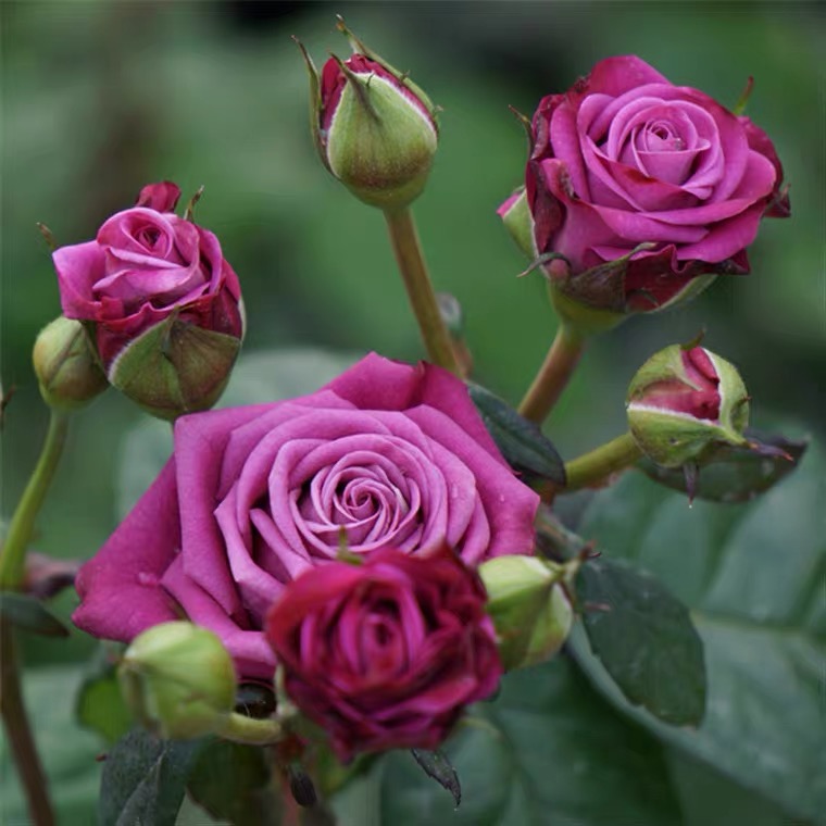 【独棵月季冥王星】紫美人 花期长 好养