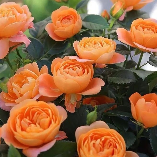 【月季果汁阳台】开花机器、橙色果香味