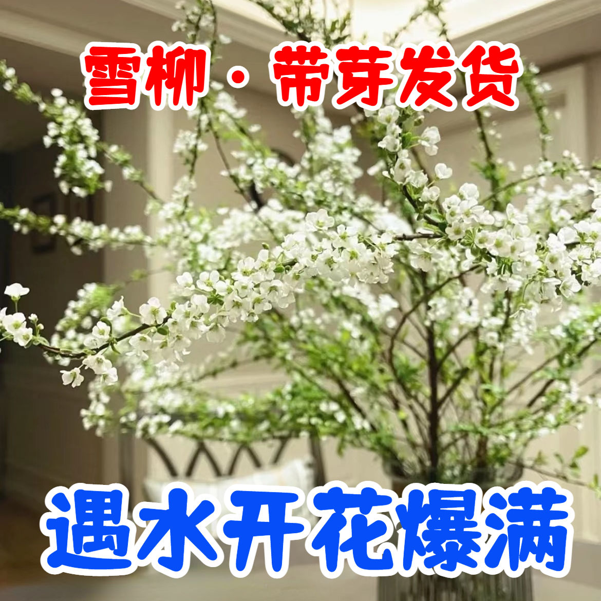 冬季鲜枝雪柳水养泡水插花耐寒遇水开花水培植物室内花卉干枝绿植