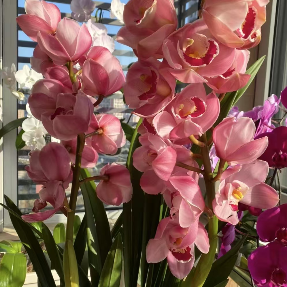 【福星】落地款 大花蕙兰 年宵花 云南斗南发货