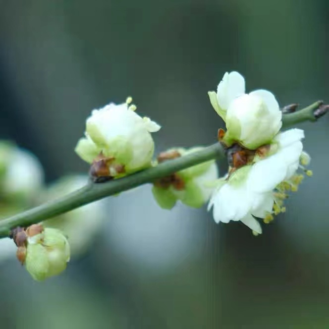 绿梅盆景花卉造型树苗室内室外阳台庭院好养耐寒耐旱 高档 不含盆