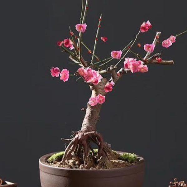 梅花盆栽花卉室内外好养耐寒耐旱高档红梅绿植盆栽造型优美不含盆