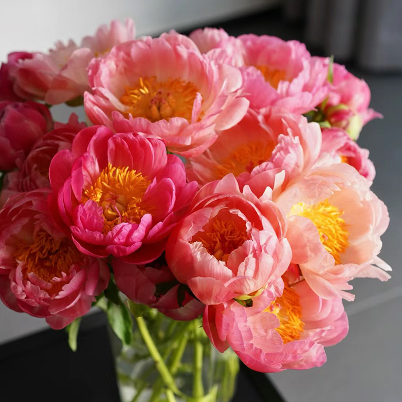 【落日珊瑚】重瓣芍药鲜花鲜切花云南玫瑰百合母亲节山东基地