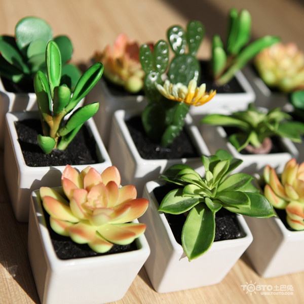 佳丽园艺 甲骨文 粉丝多肉植物   综合链接