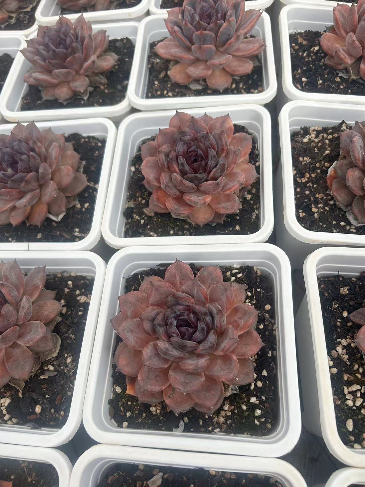 佳丽园艺  外播黑橙多肉  植物简单庭院美观夏季晚上空气扦插耐