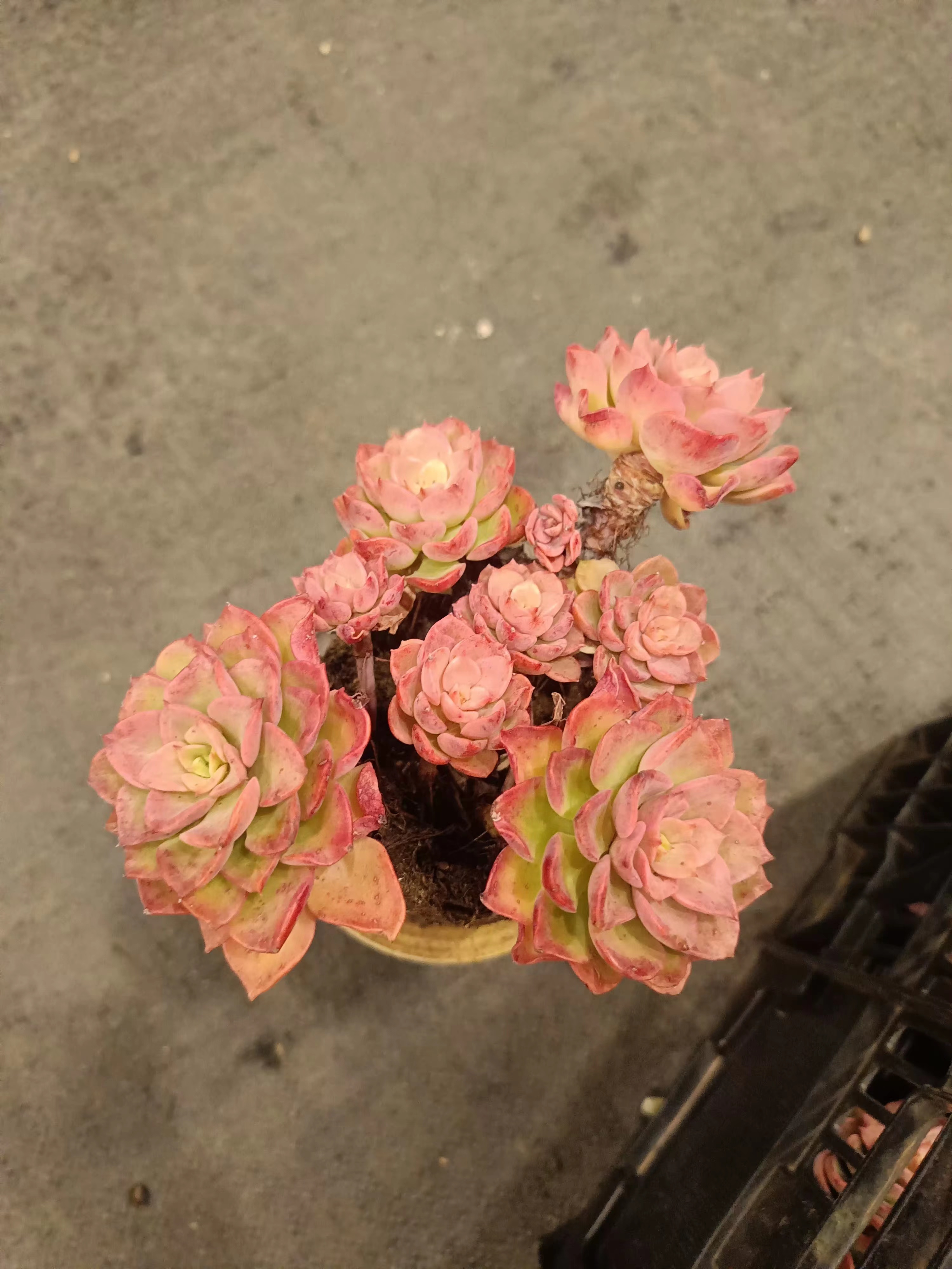 佳丽园艺 高贵多肉植物   晚上扦插耐寒冬季除虫施肥夏季空空气