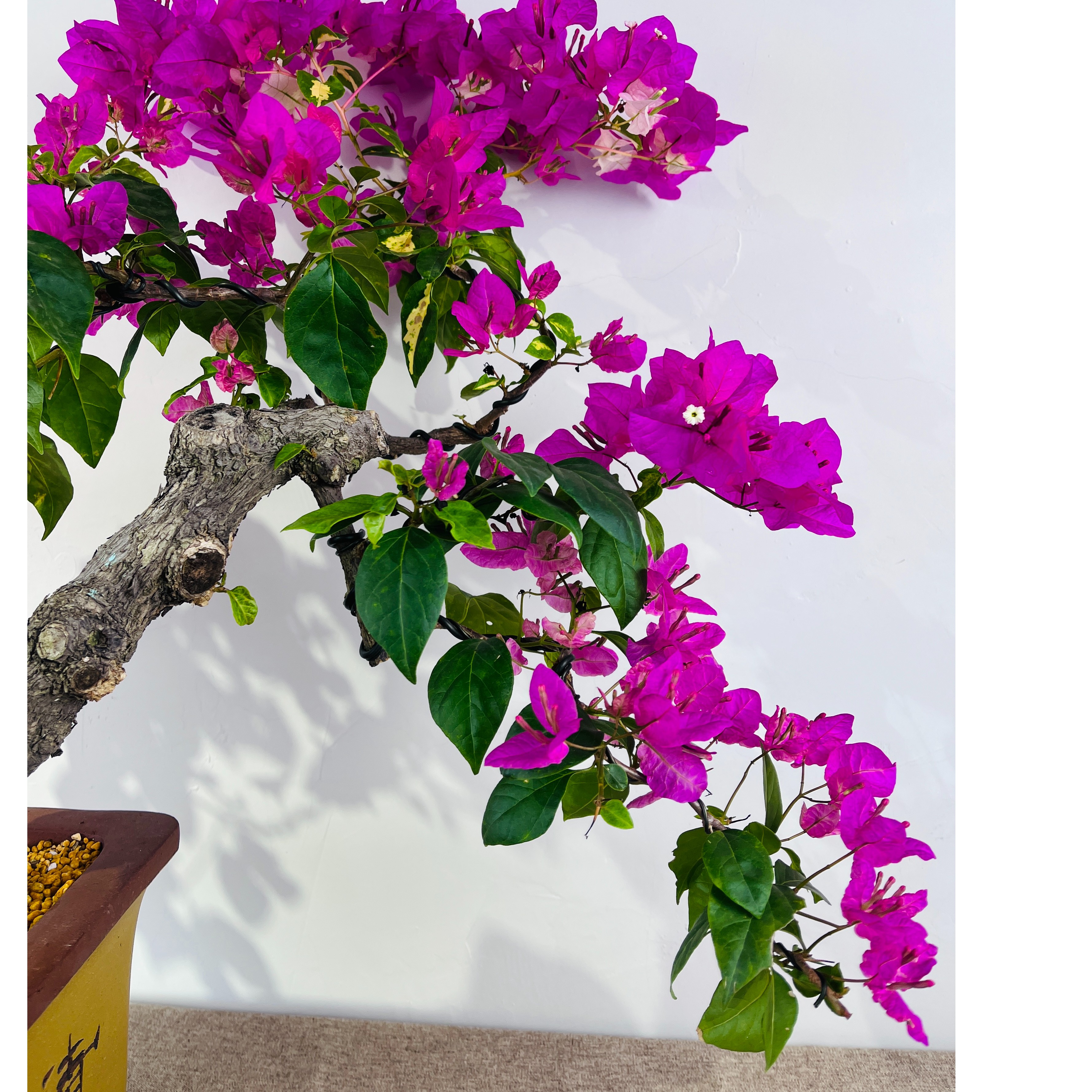 三角梅意境小品盆景—拍品三区包邮盆栽夏季冬季