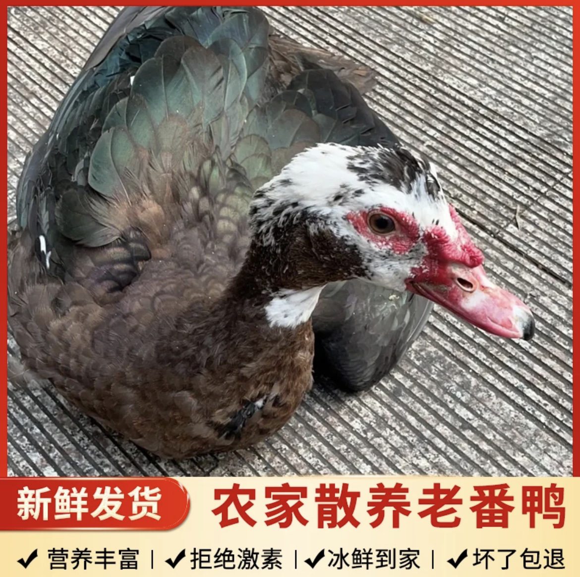 农家散养新鲜现宰老公屯子 老番鸭