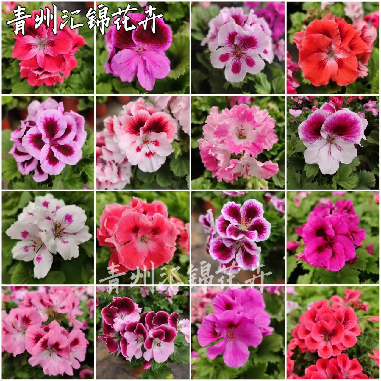 蝴蝶梅大花天竺葵洋绣球爆花机器阳台庭院花卉盆栽春季紫色粉色