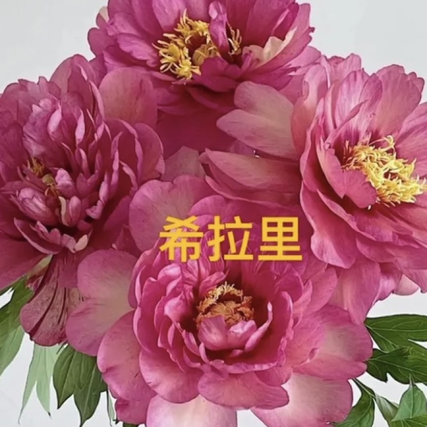 【希拉里】对货对版山东芍药精品花苗带芽裸根苗盆栽地栽Q