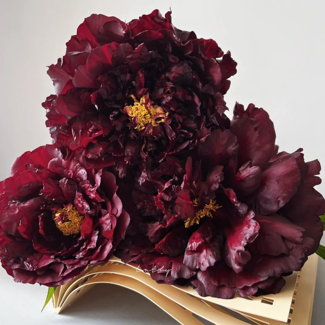 【黑豹】对货对版山东精品牡丹花苗盆栽地栽