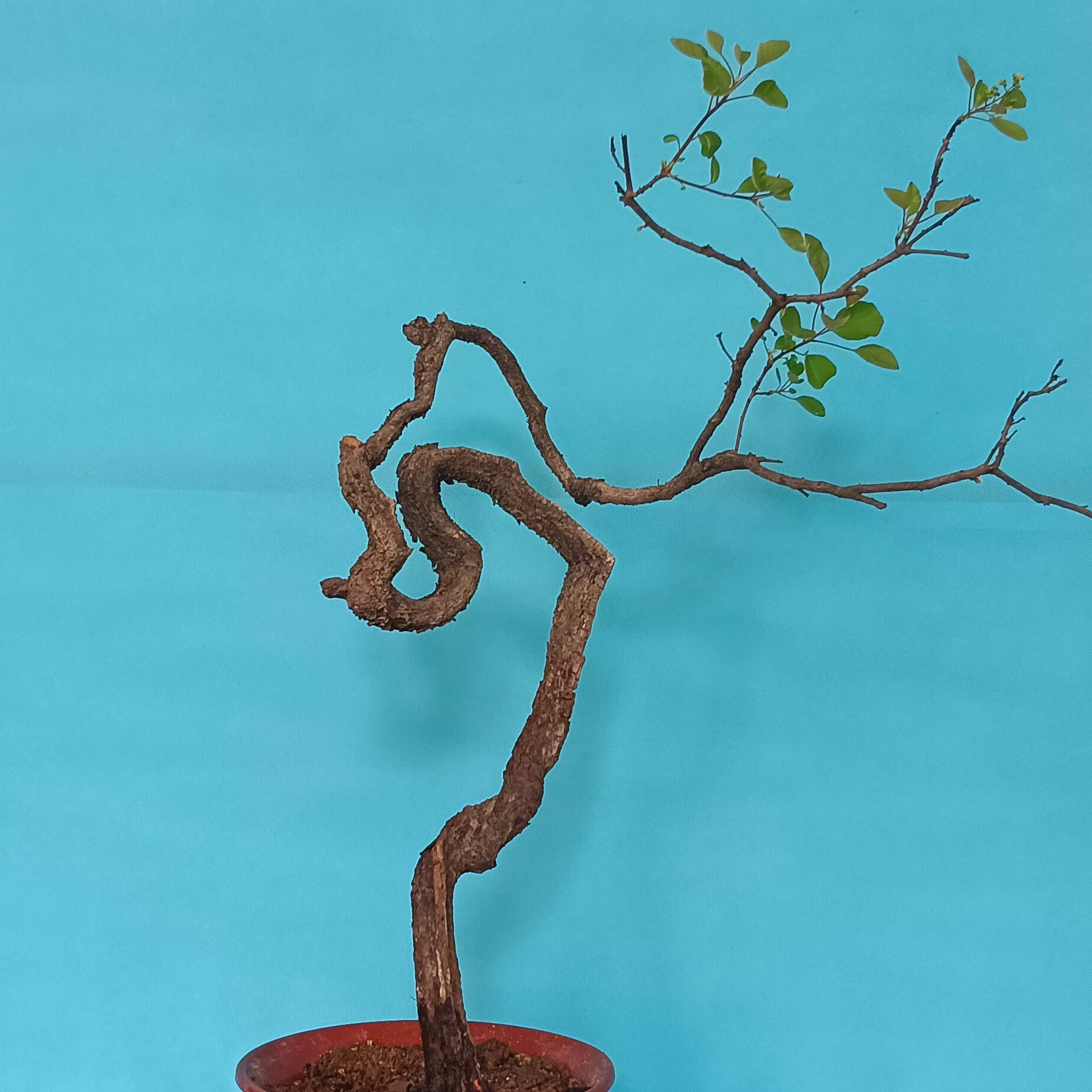 香山红叶黄栌盆景