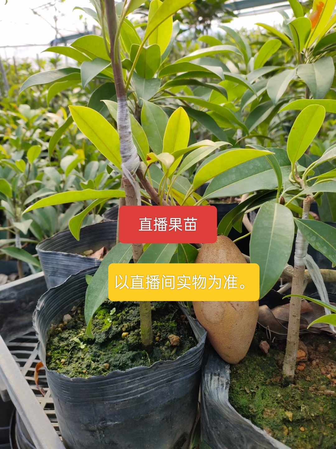 直播热带盆载耐寒好养庭院植物盆栽