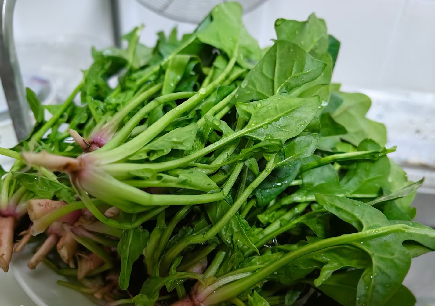 桃云农家菜 苏北自种露天菠菜 本菠菜 