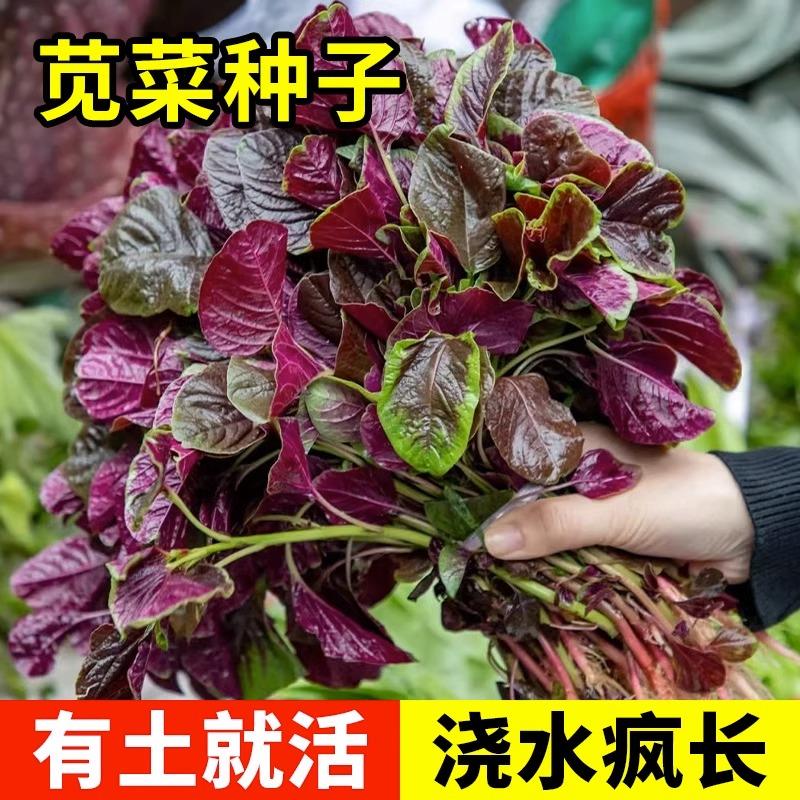 红柳叶苋菜种籽四季老品种圆叶野菜苋菜种孑大全大叶阳台蔬菜种