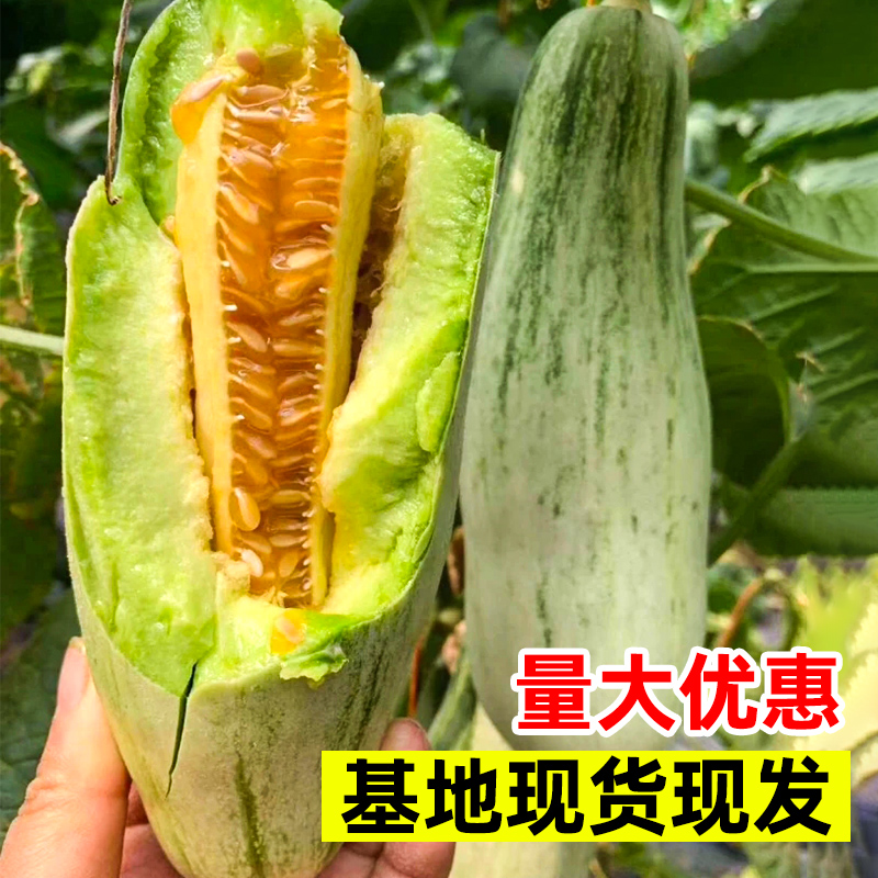 羊角蜜瓜酥甜瓜种子脆高产香瓜四季大全蔬菜孑秧原装种玉菇密种籽