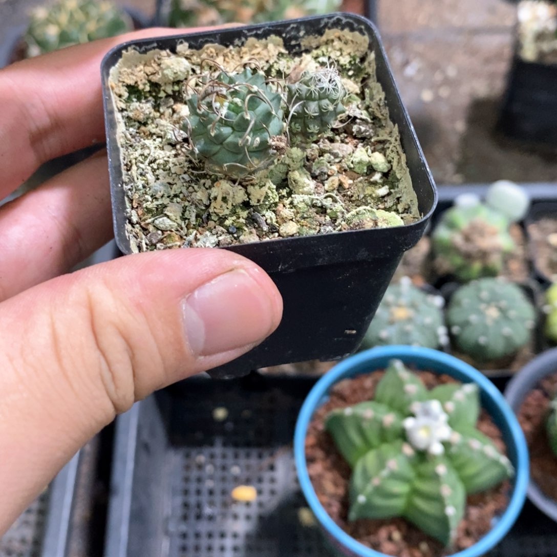 孤品实生双头升云龙