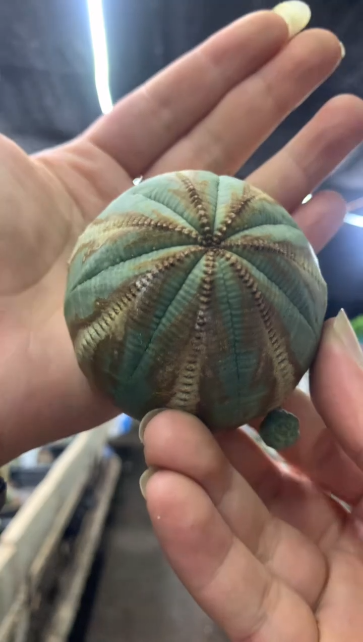 【闪购商品】孤品小牙根大布纹球（带锈斑）