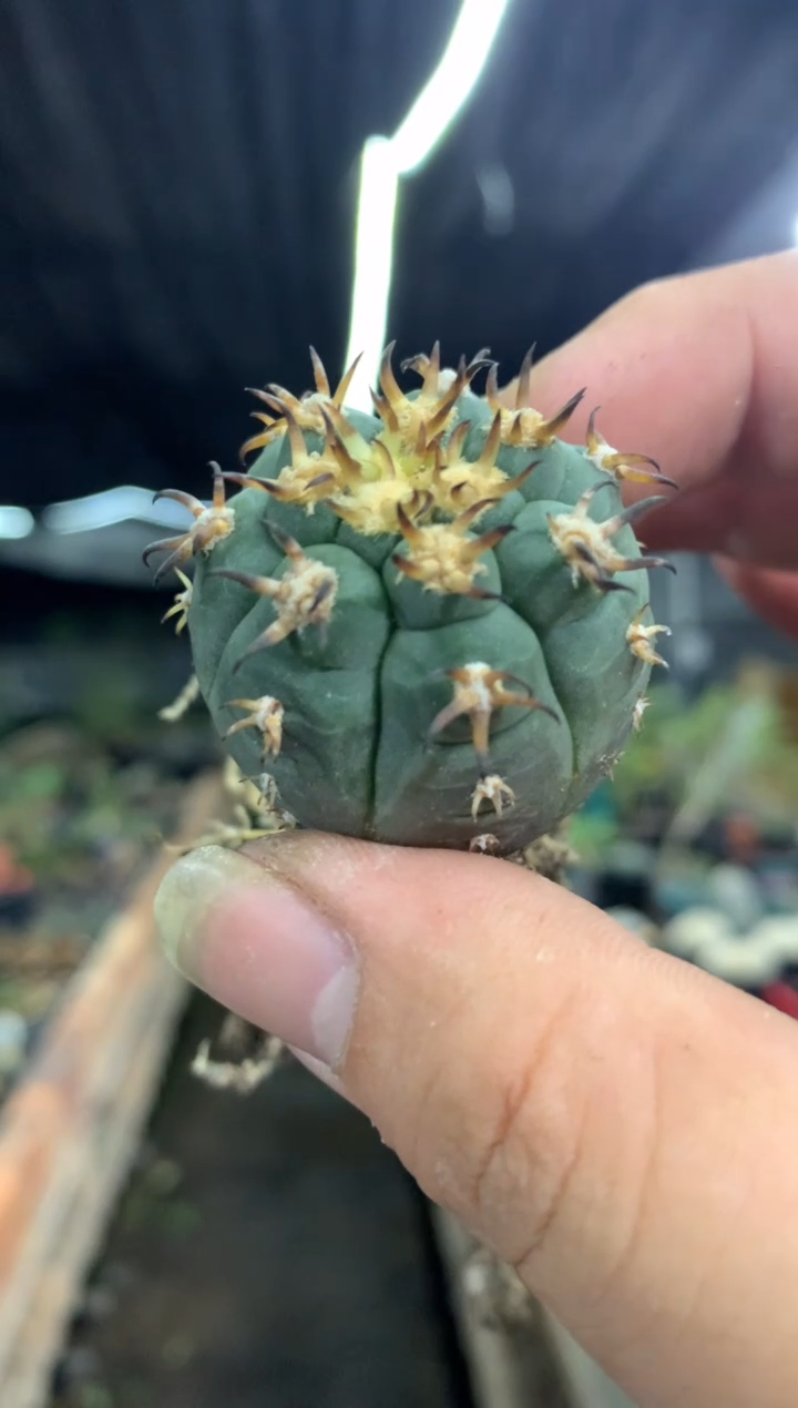 【闪购商品】量拍实生猫爪（3cm左右裸根随机发）单颗