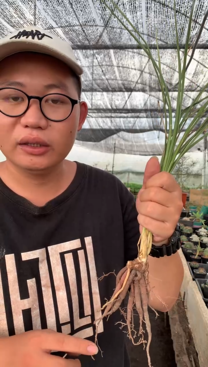 【闪购商品】量拍实生稻草人（裸根随机发）单颗