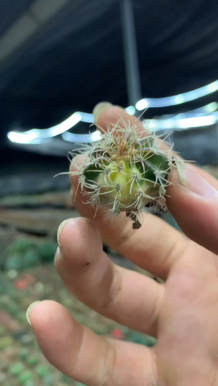 【闪购商品】孤品小圆盘玉锦