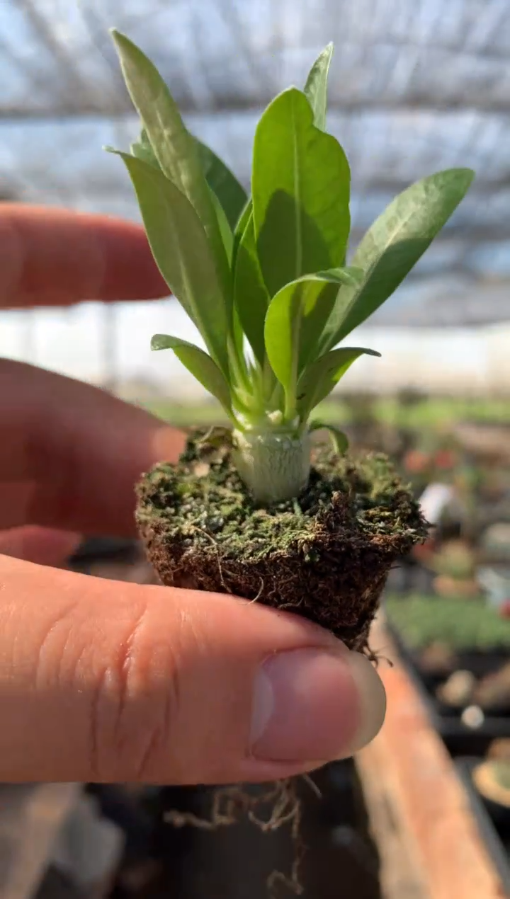 【闪购商品】量拍实生惠比大黑小苗（1cm）随机发单颗