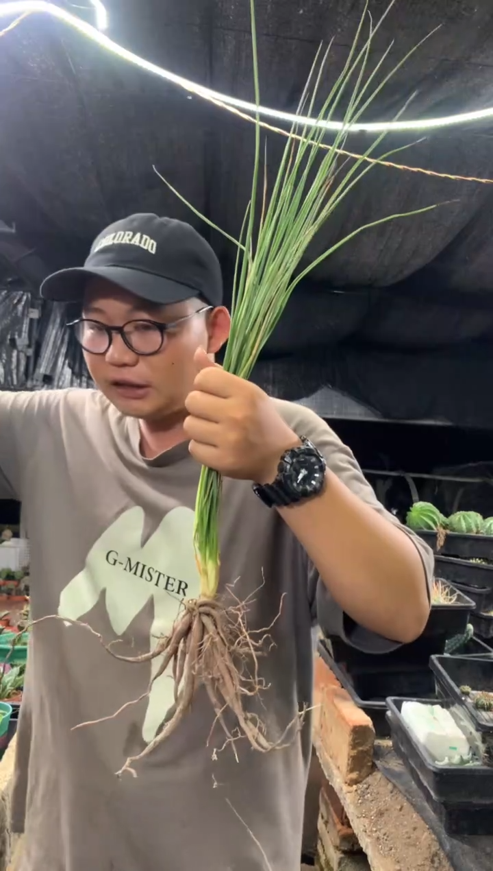 【闪购商品】量拍实生稻草人（裸根随机发）单颗