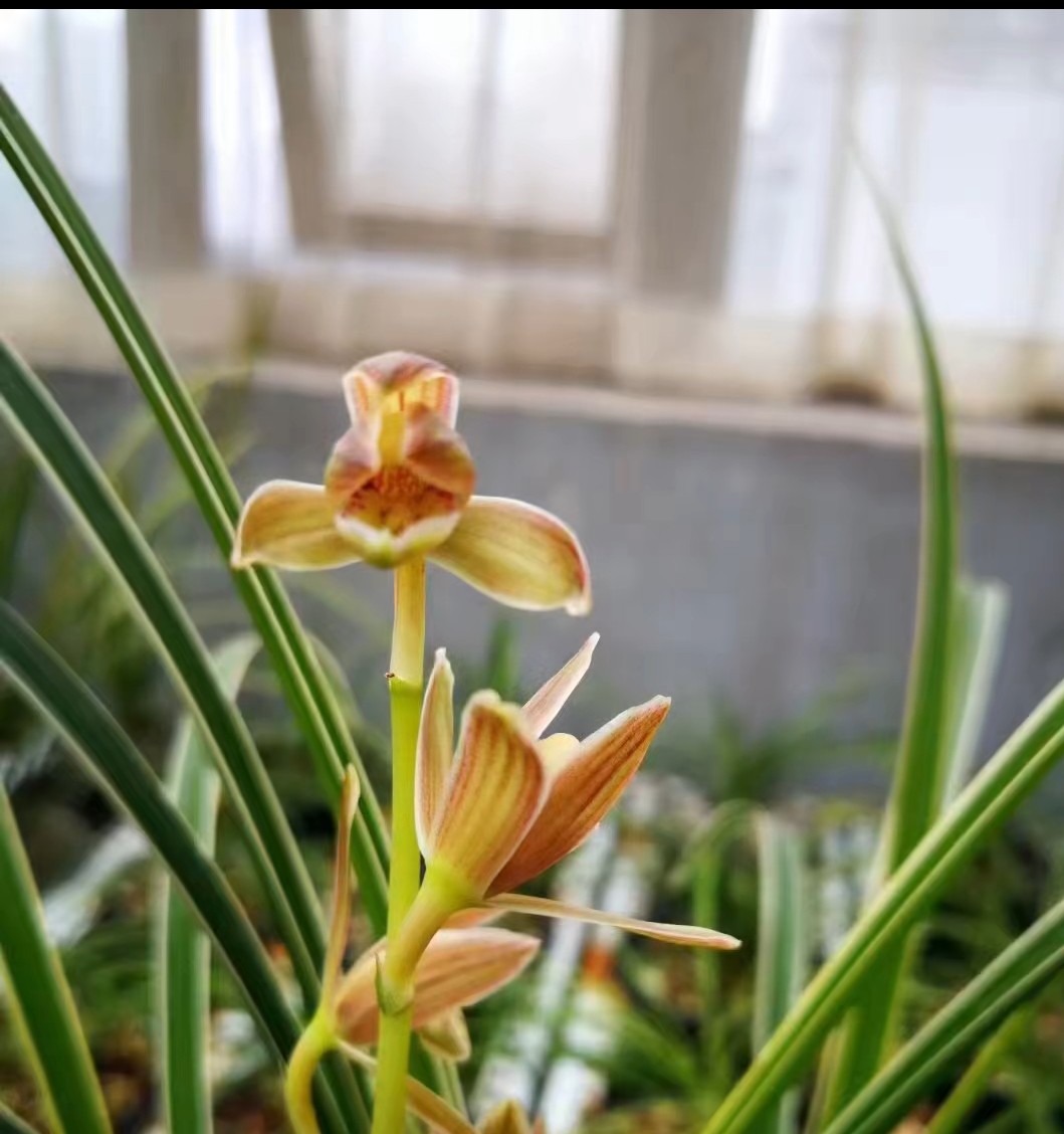 秋芝大边冒雪覆轮