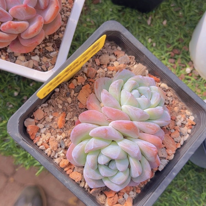 健健康康平平安安