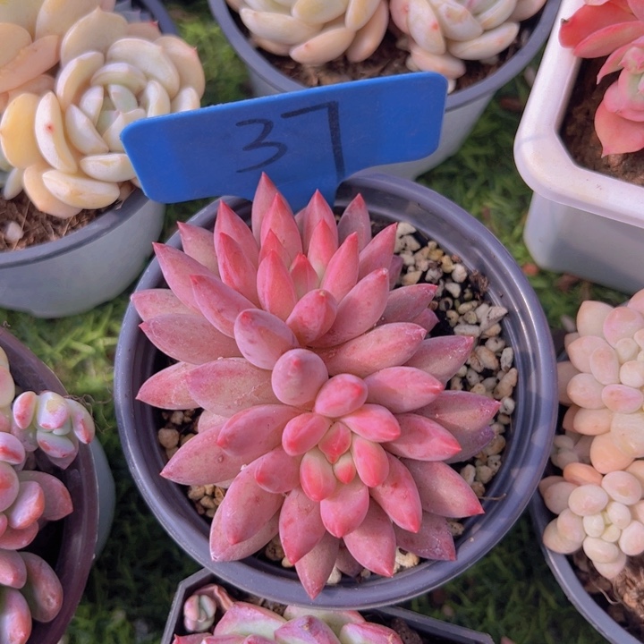 健健康康平平安安