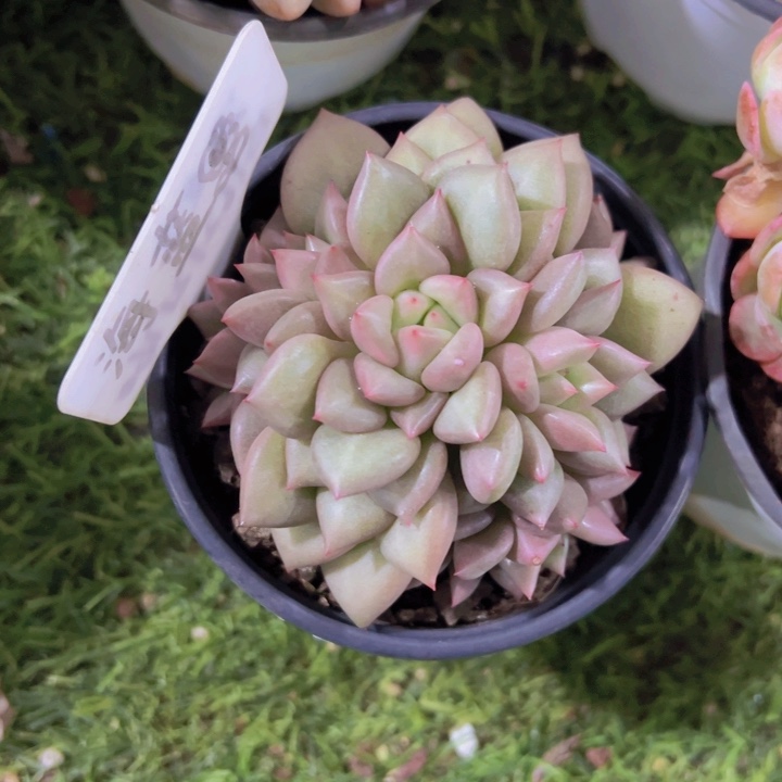 健健康康平平安安