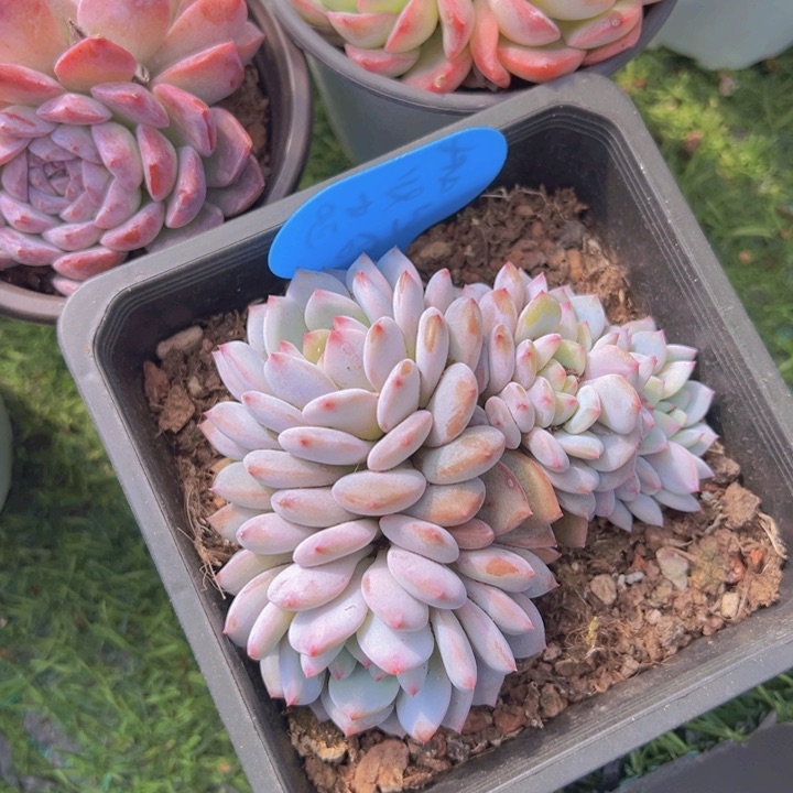 健健康康平平安安