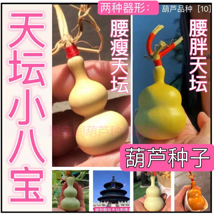 天坛小八宝葫芦种子腰瘦腰胖八宝手捻文玩盆栽特大巨型奶嘴葫芦籽
