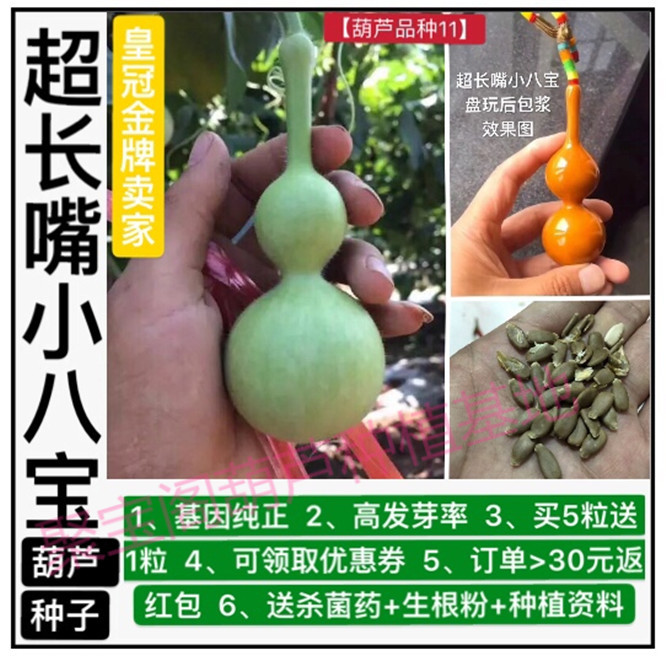 超长嘴小八宝葫芦种子天然特大中小亚腰莲花头三挺庭天津嘴葫芦籽