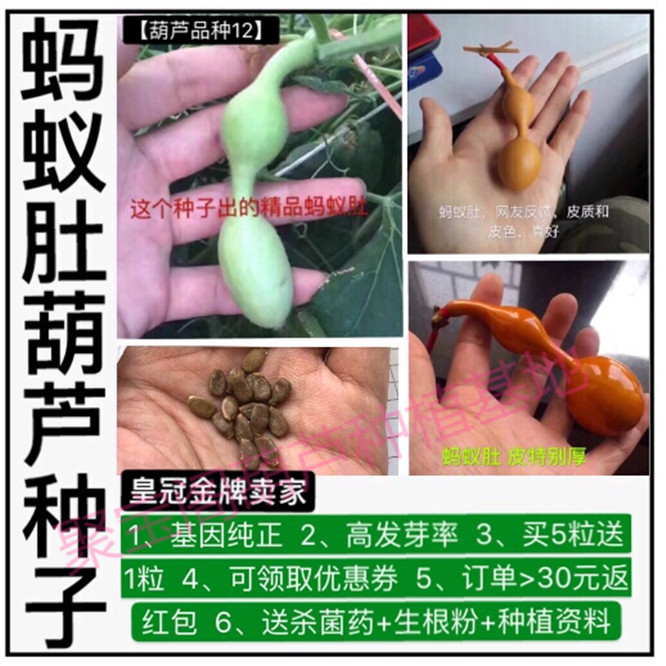 蚂蚁肚葫芦种子特小文玩阳台三挺庭院亭宫廷八宝手捻文玩葫芦籽