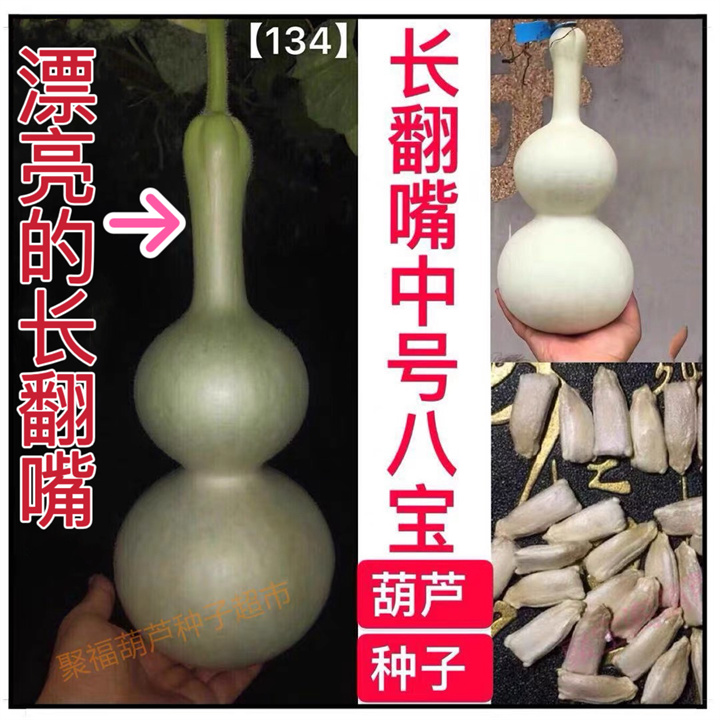长翻嘴中号八宝葫芦种子特小文玩盆栽巨型超大亚腰莲花头瓢葫芦籽