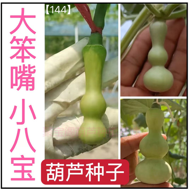大笨嘴小八宝葫芦种子特小天坛小八宝三挺蚂蚁奶嘴盆栽手捻葫芦籽