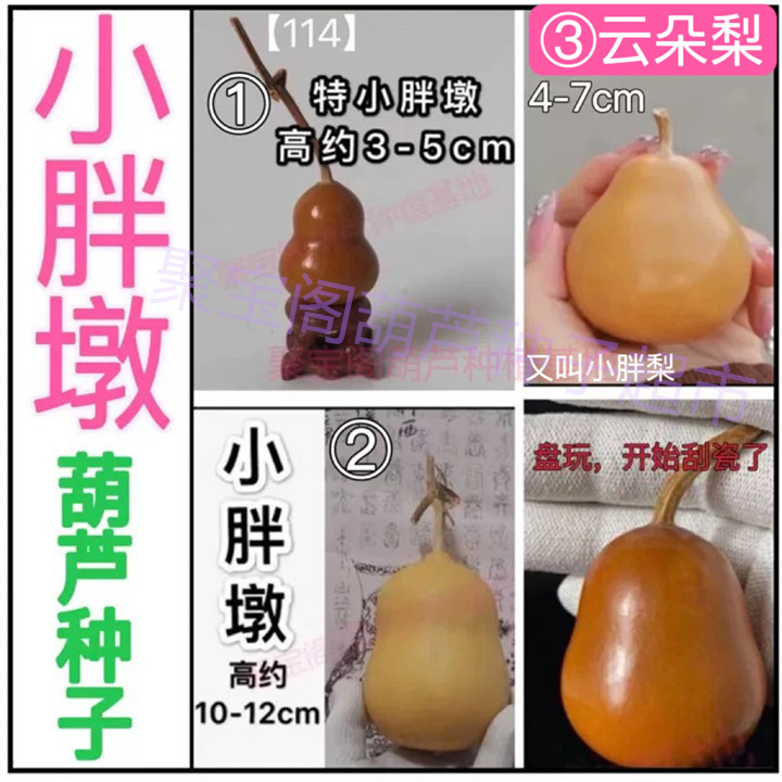 小胖墩葫芦种子胖梨云朵梨扁肚小八宝特小手捻盘玩盆栽大瓢葫芦籽