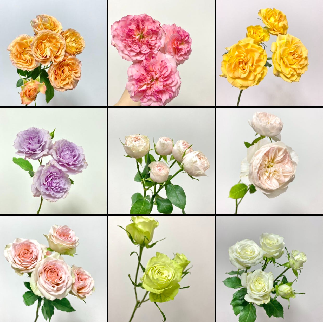 踢单[6月29日猛货]1-3把花一个邮费！（顺丰冷链）鲜花