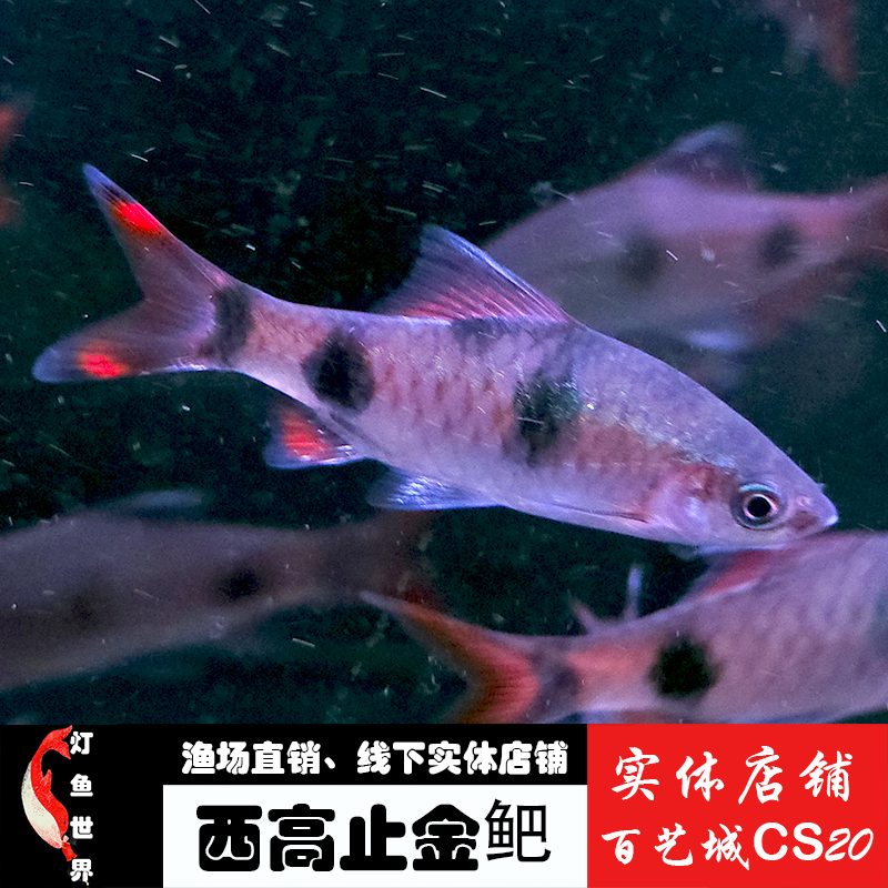 西高止鱼鲫鱼类观赏鱼耐养