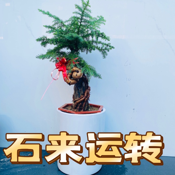 室内外好养的不老松老桩造型桌面盆栽迎客松黄杨澳洲杉绿植盆景